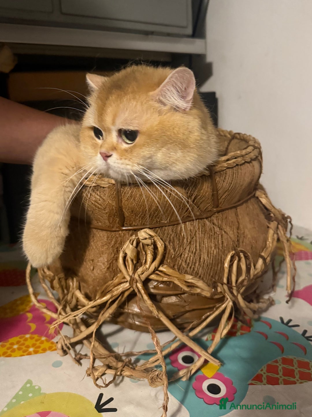 British gatti in vendita: British maschio chocolate Golden  - Annuncio 6