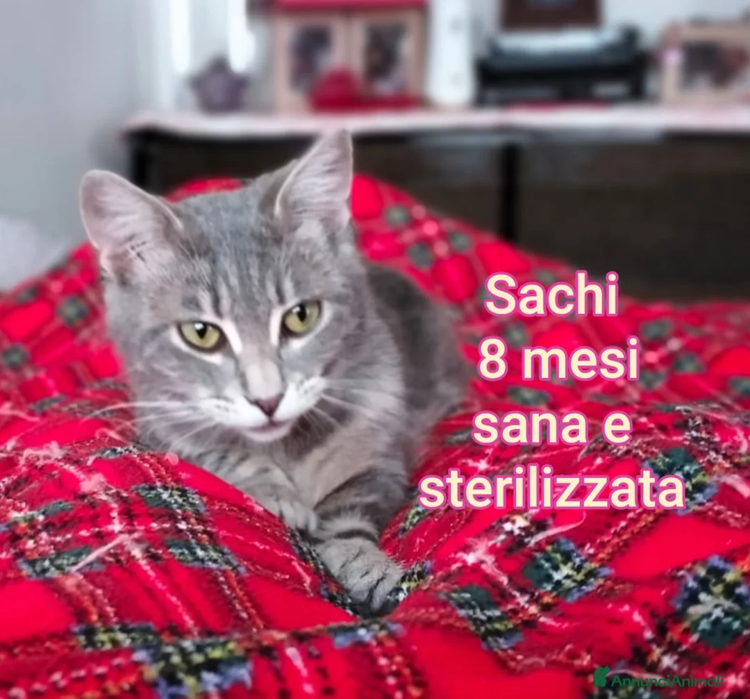 Europeo gatti in regalo: MICINI, URGENTE: TEMPO SCADUTO! a Provincia di Arezzo - Annuncio 1