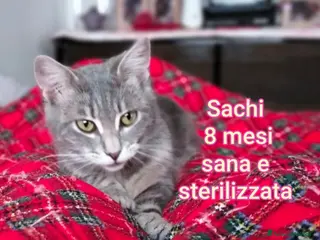 Europeo gatti MICINI, URGENTE: TEMPO SCADUTO! a Provincia di Arezzo - Annuncio 1