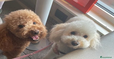 Barboncino cani a Provincia di Vercelli - Annuncio 12