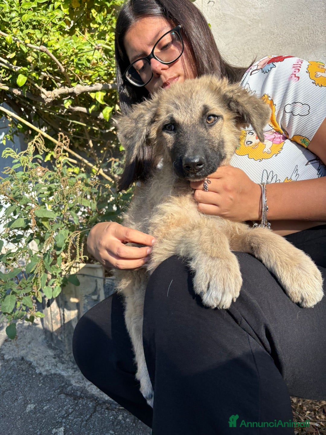 Pastore Tedesco cani in regalo: Ninjia cerca casa🩵 - Immagine 5