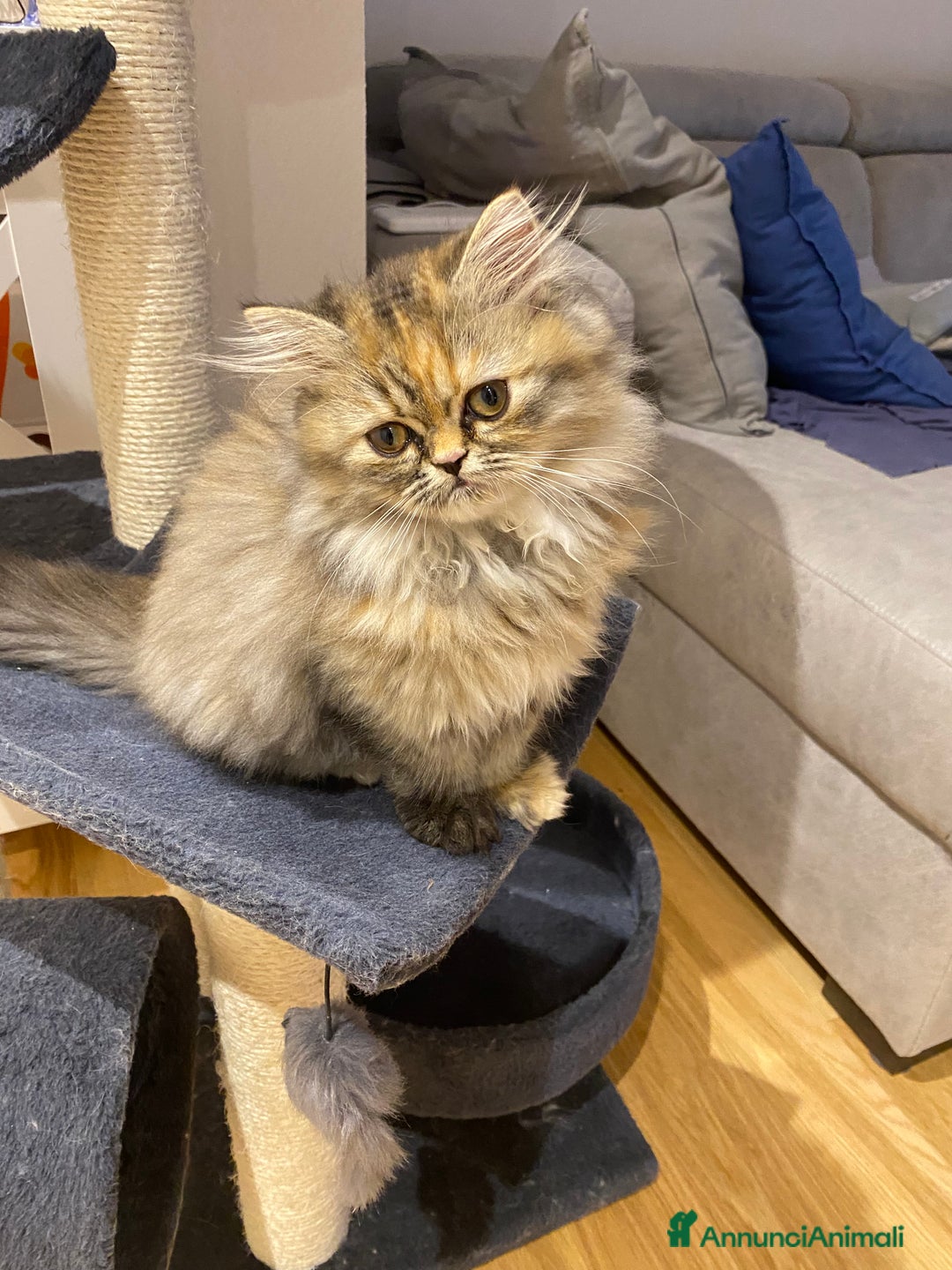 Persiano gatti in vendita: Persiana chinchillà  a Città Metropolitana di Cagliari - Immagine 3