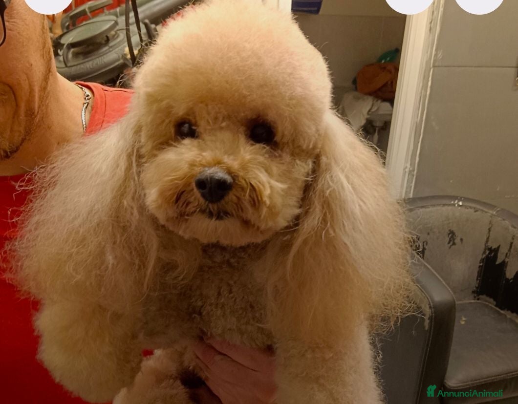 Barboncino cani per accoppiamento: BARBONCINO TOY RED per accoppiamento  - Annuncio 3