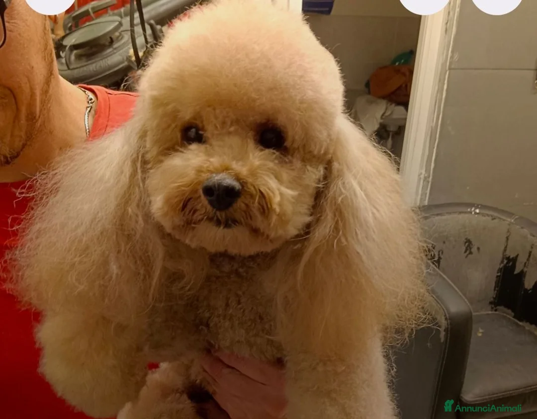 Barboncino cani per accoppiamento: BARBONCINO TOY RED per accoppiamento  - Annuncio 1