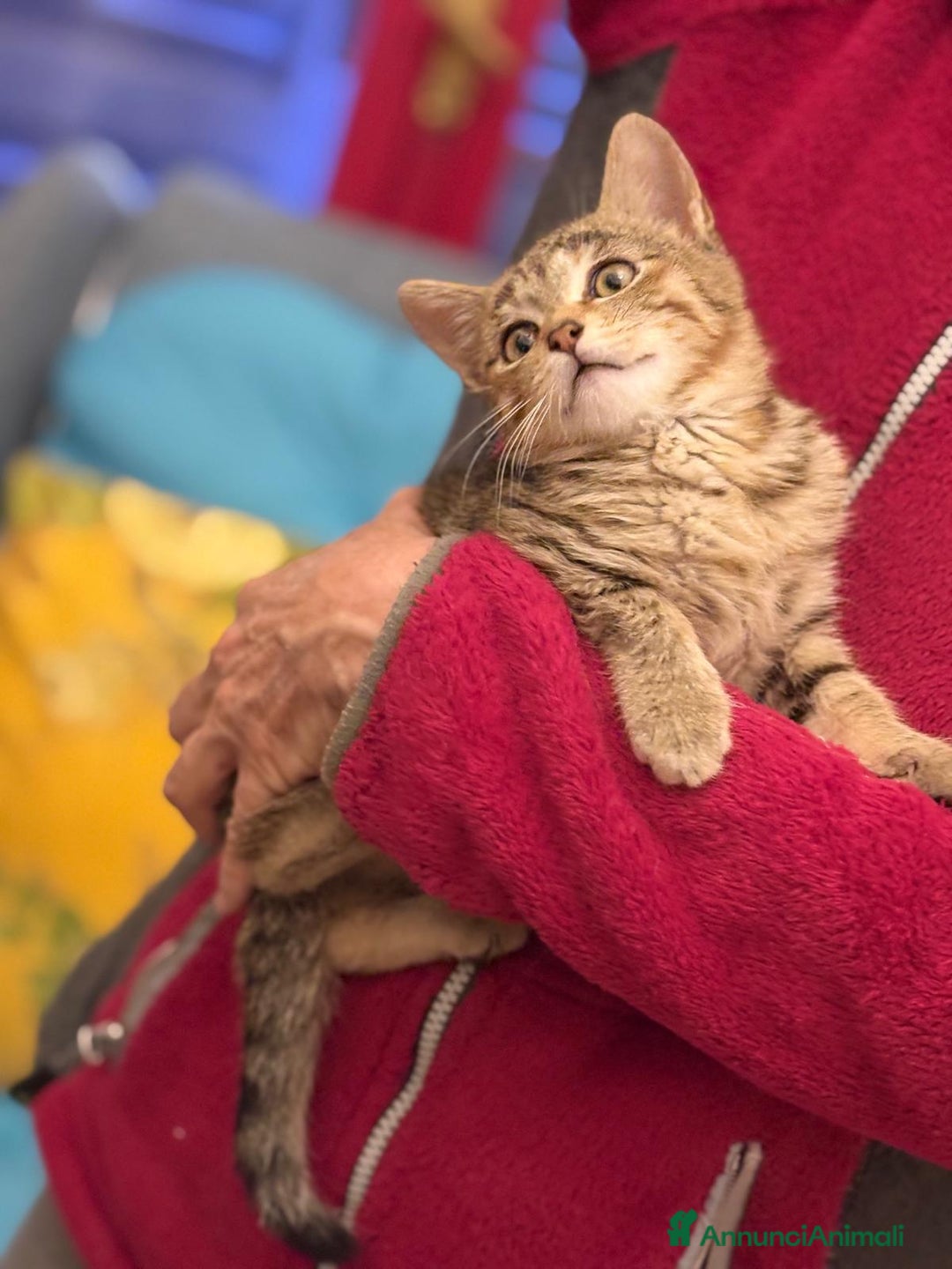 Europeo gatti in regalo: Gattino maschio 3 mesi - Annuncio 6