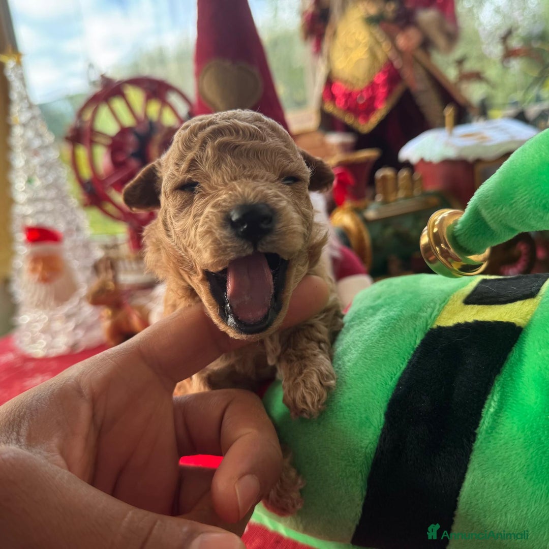 Barboncino Toy cani in vendita: 2 maschietti barboncino toy - Annuncio 5