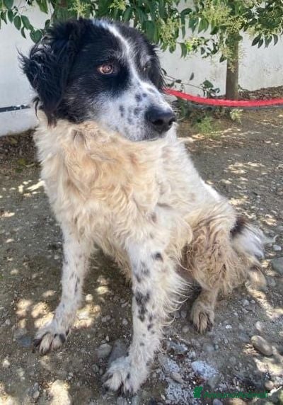 Meticcio cani SALVO nonnino disperato !  - Annuncio 34