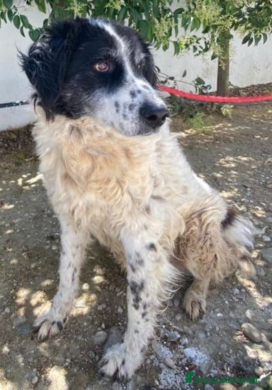 Meticcio cani in regalo: SALVO nonnino disperato !  - Annuncio 1