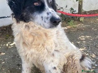 Meticcio cani SALVO nonnino disperato ! - Annuncio 1