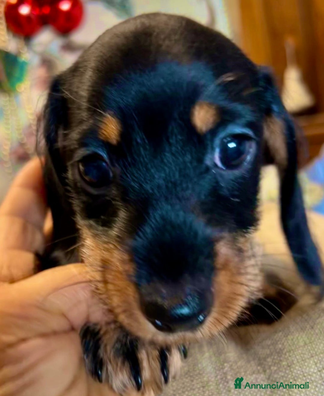 Bassotto cani in vendita: Cuccioli di Bassotto pelo duro con Pedigree Enci - Annuncio 24