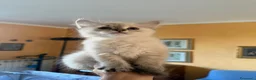 Siberiano gatti in vendita: Gatti Ipoallergici Siberiani Neva a Provincia di Brescia - Annuncio 3