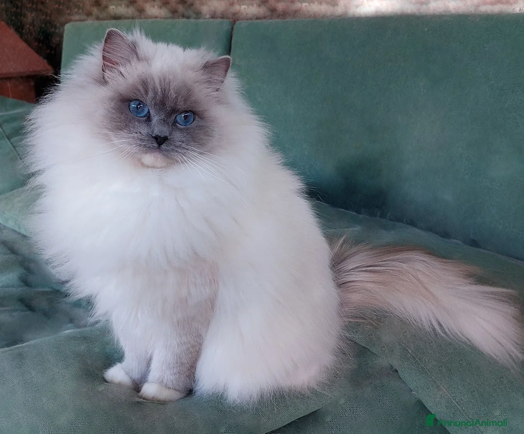 Ragdoll gatti in vendita: Ultimi due maschietti RAGDOLL - Annuncio 1