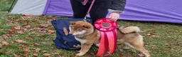 Shiba Inu cani in vendita: Cuccioli di shiba inu - 3 femminucce - - Annuncio 11
