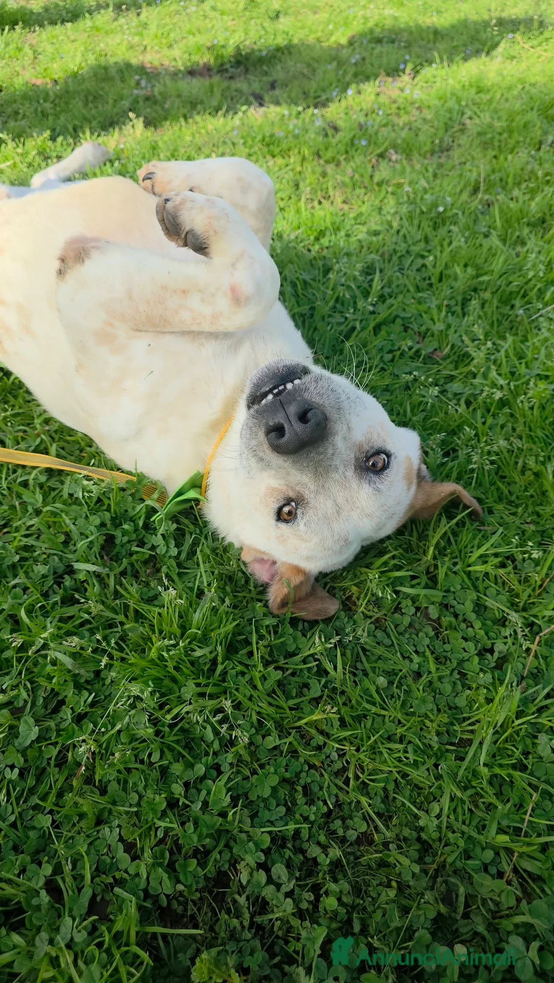 Meticcio cani in regalo: Twix, abbandonato in pensione - Annuncio 2