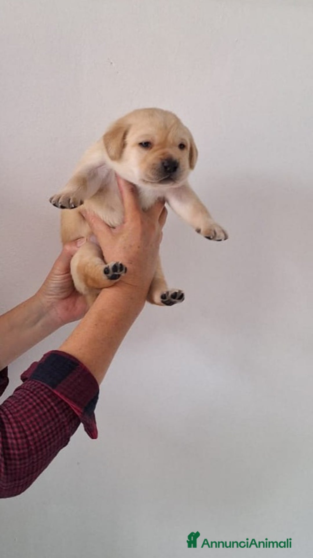 Labrador cani in vendita: cuccioli labrador provincia di Grosseto  - Annuncio 7