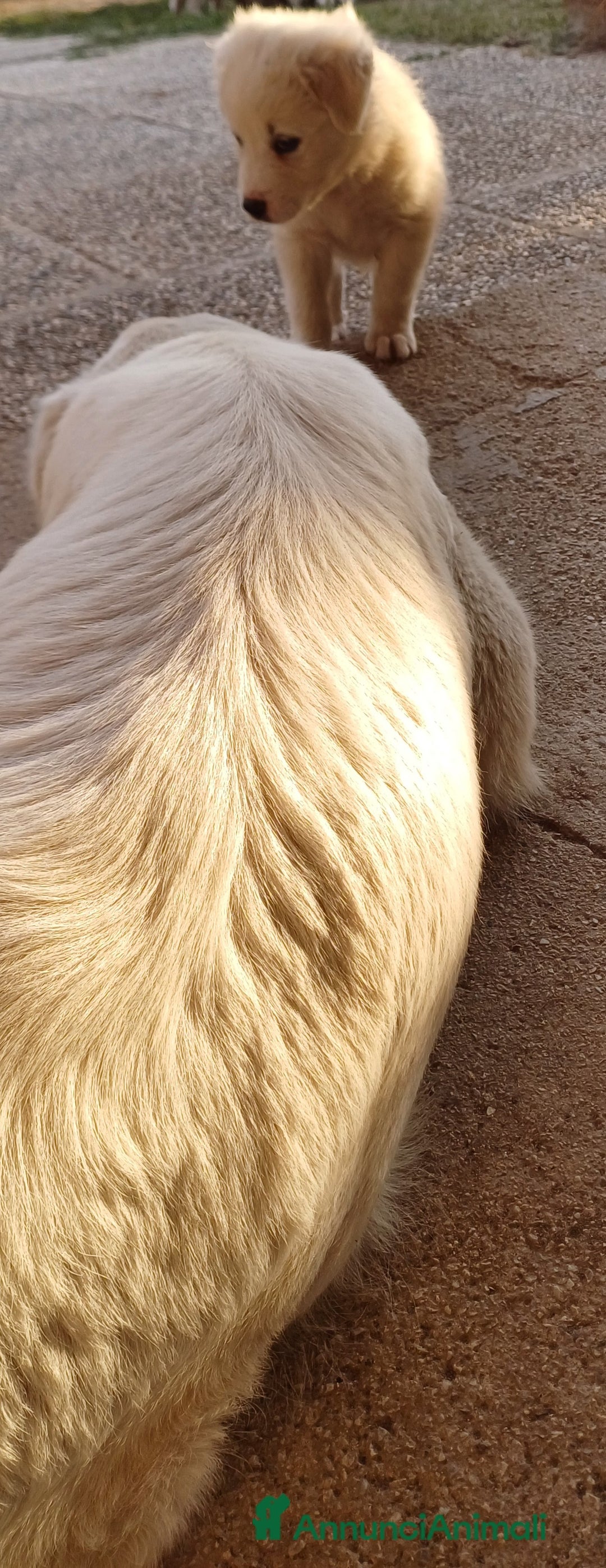 Pastore Maremmano cani in vendita: Cuccioli di Pastore Maremmano  - Annuncio 2