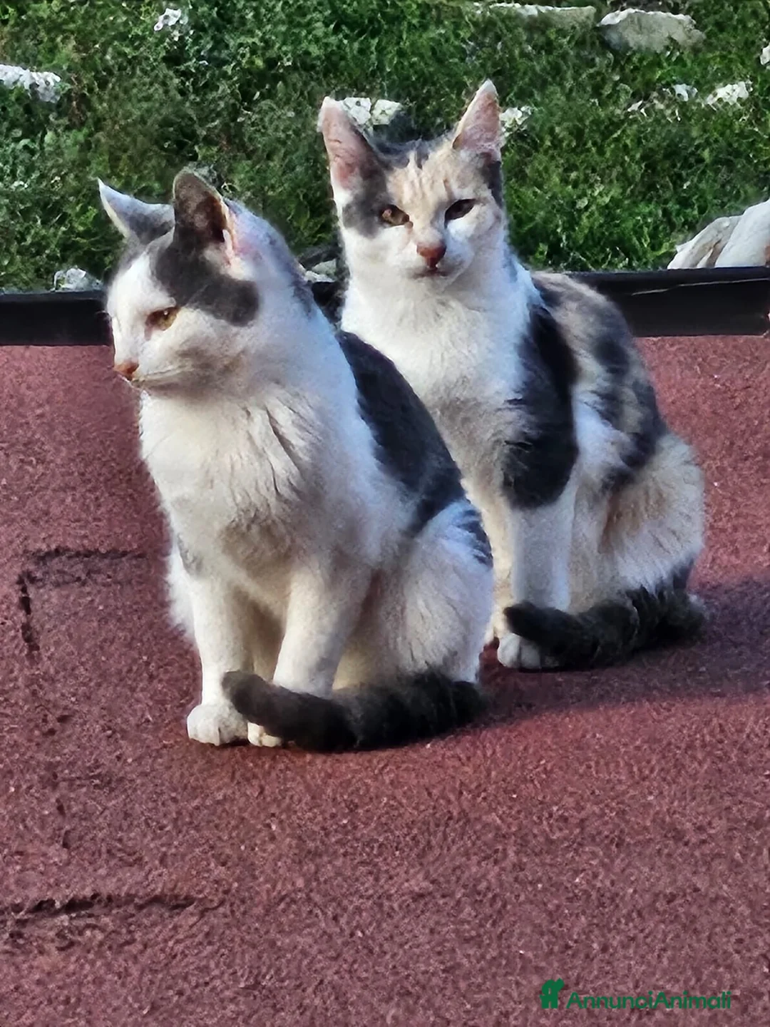 Altre razze gatti in regalo: CERCANO CASA 🏠  a Provincia di Ancona - Annuncio 6