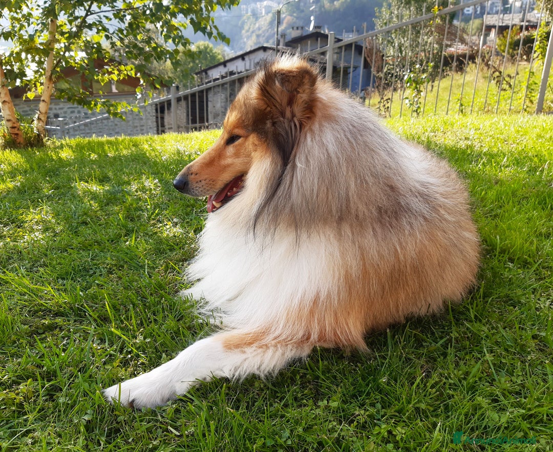 Collie cani per accoppiamento: Pastore scozzese maschio per monta e accoppiamento - Annuncio 4