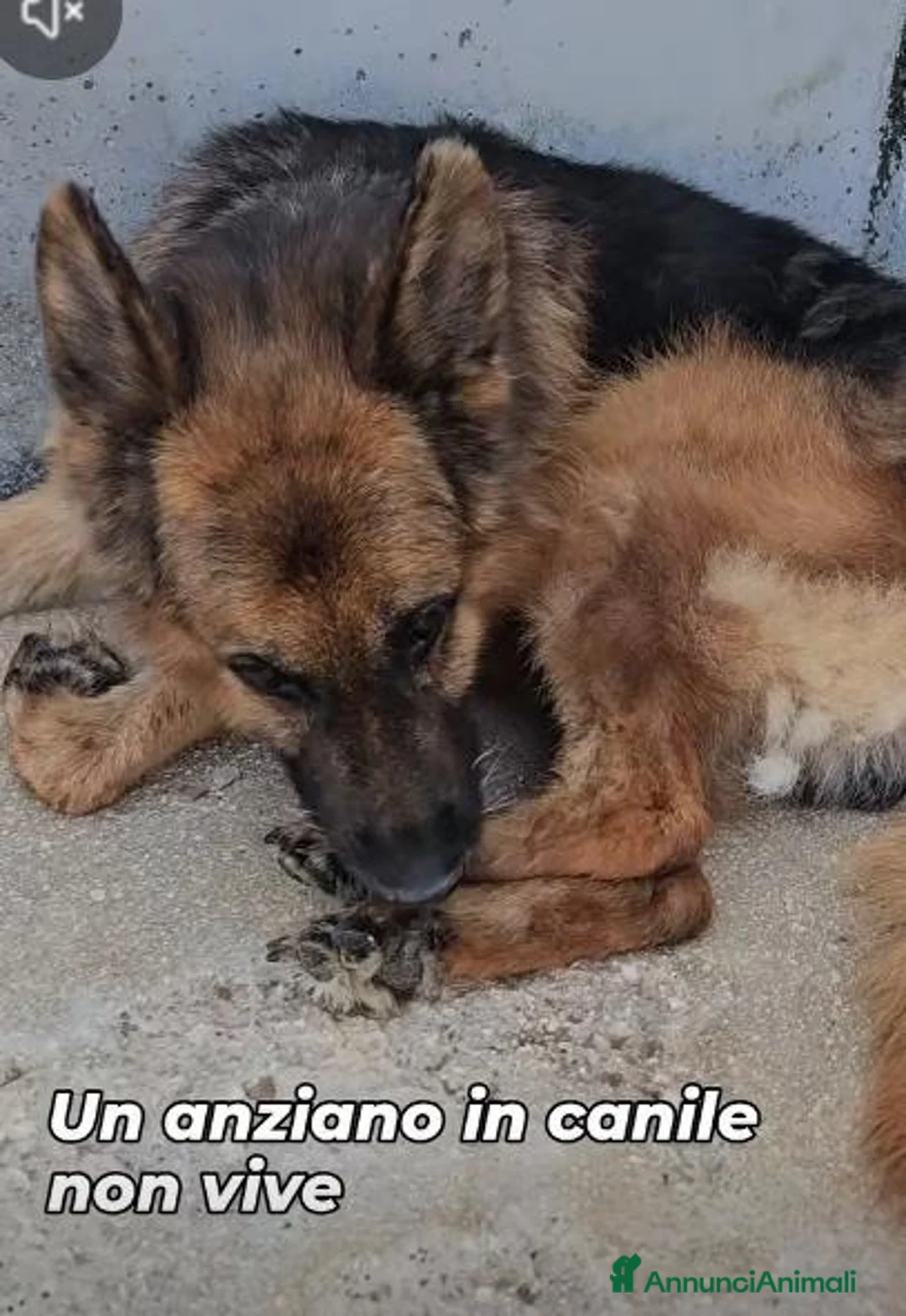 Meticcio cani in regalo: Henry 10 anni - Annuncio 2