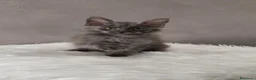 Maine Coon gatti in vendita: Maine Coon Blue Smoke femmina  - Annuncio 7