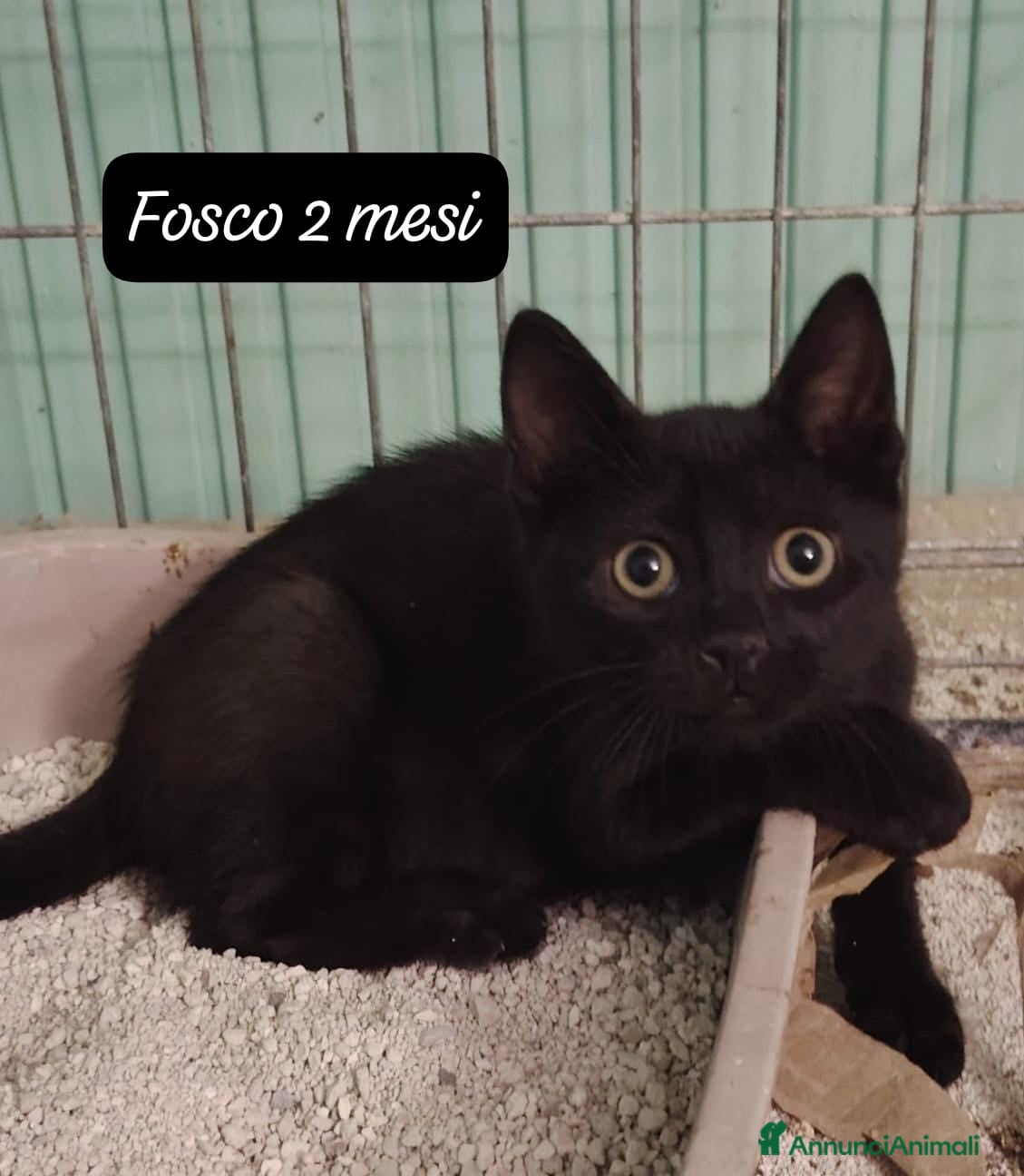 Altre razze gatti in regalo: Urgenti famiglie cercasi per questi gattini - Annuncio 8