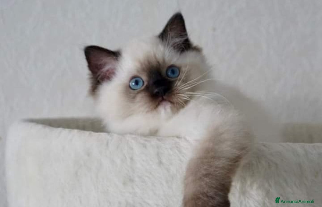 Ragdoll gatti in vendita: Cuccioli di ragdoll - Annuncio 6