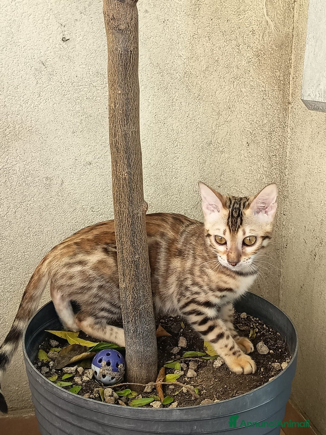 Bengala gatti in vendita: Cuccioli bengala - Annuncio 5