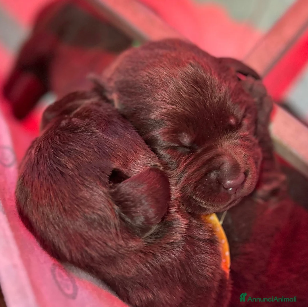 Labrador cani in vendita: Cuccioli Labrador - Annuncio 8