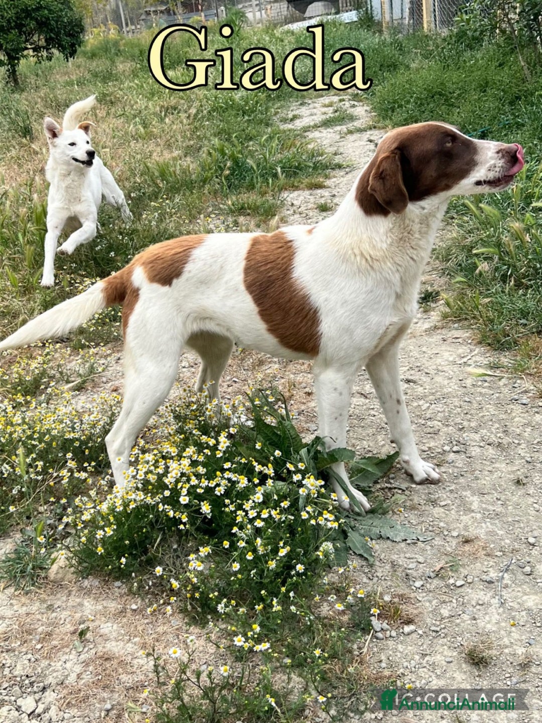 Meticcio cani in regalo: Giada sogna la libertà - Annuncio 3