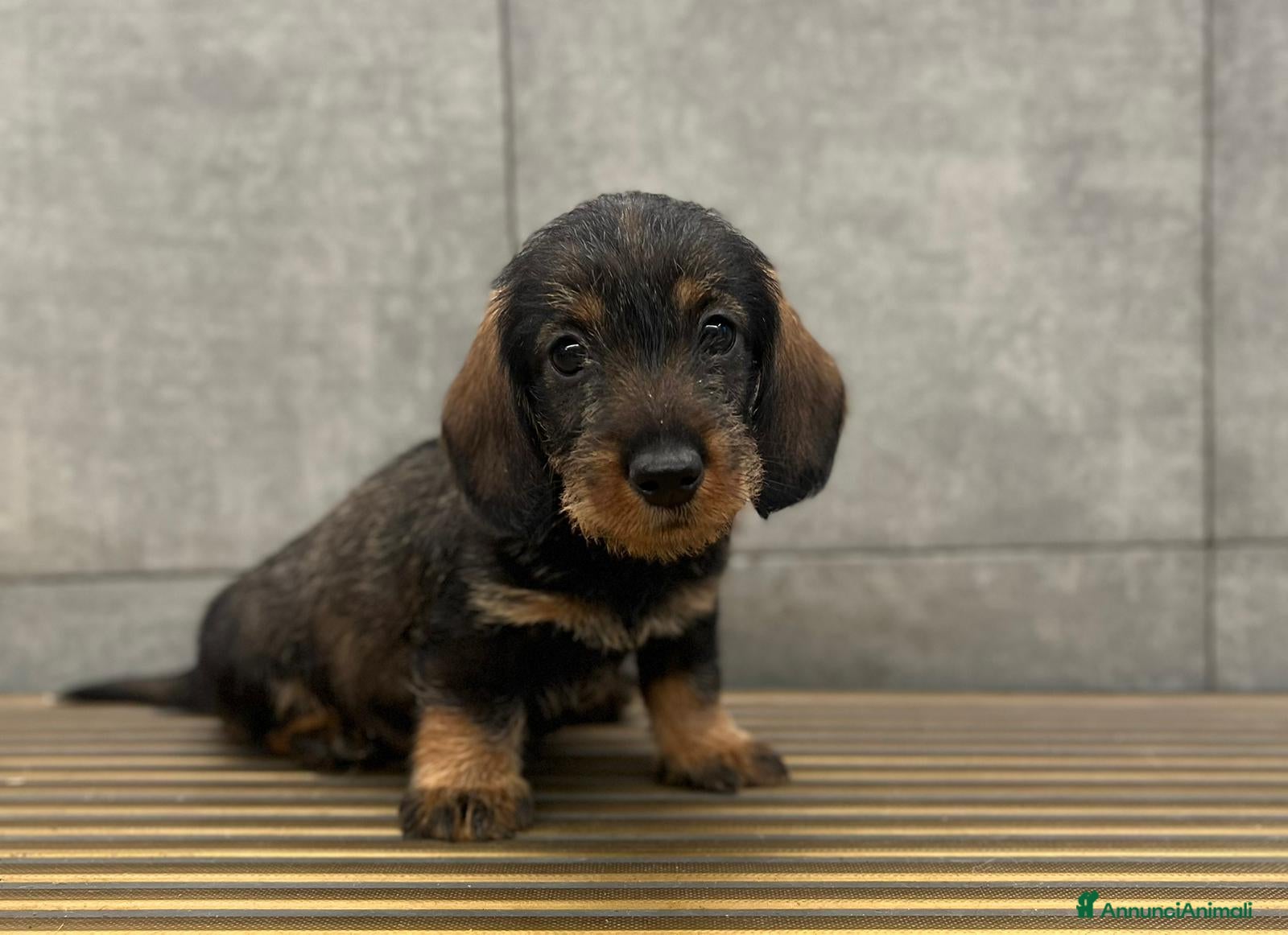 Bassotto cani Bassotto nano a pelo duro a Magenta - Annuncio 10
