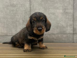 Bassotto cani Bassotto nano a pelo duro a Magenta - Annuncio 11