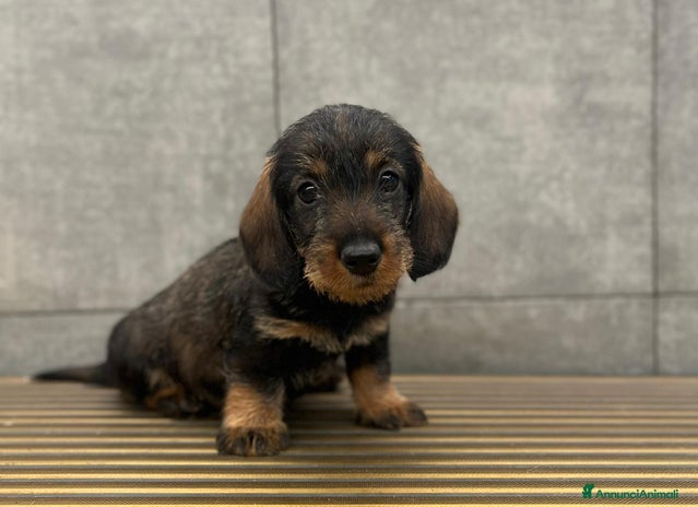 Bassotto cani a Magenta - Annuncio 4