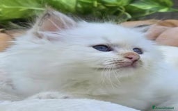 Sacro di Birmania gatti in vendita: Gattini Sacro di Birmania  - Immagine 6