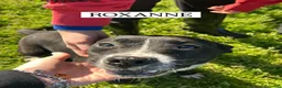 Meticcio cani in regalo: ROXANNE, cucciolandia - Annuncio 7