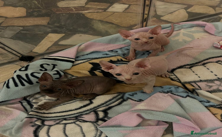 Sphynx gatti a Provincia di Vicenza - Annuncio 2