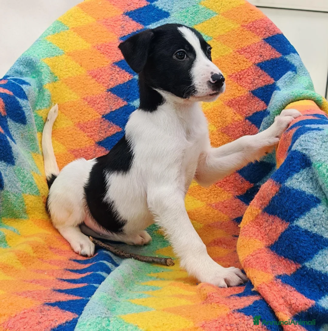 Meticcio cani in regalo: SESAMO 💙 -cucciolo taglia medio/piccola,cerca 🏡  a Provincia di Novara - Annuncio 7