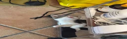 Europeo gatti in regalo: ADOZIONE GATTINE TUTTE 3 INSIEME SENZA SEPARARLE  - Annuncio 4