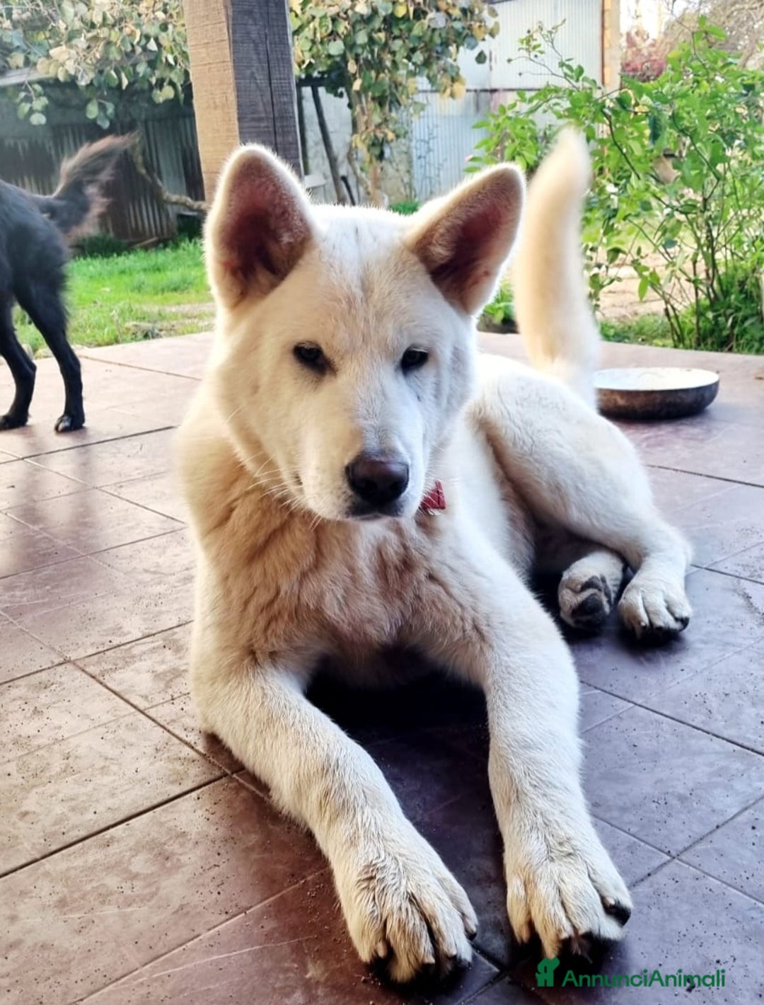 Meticcio cani in regalo: UNA MAMMA PER HIRO - Annuncio 8