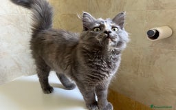 Siberiano gatti in vendita: Gatti siberiani  a Provincia di Biella - Immagine 21