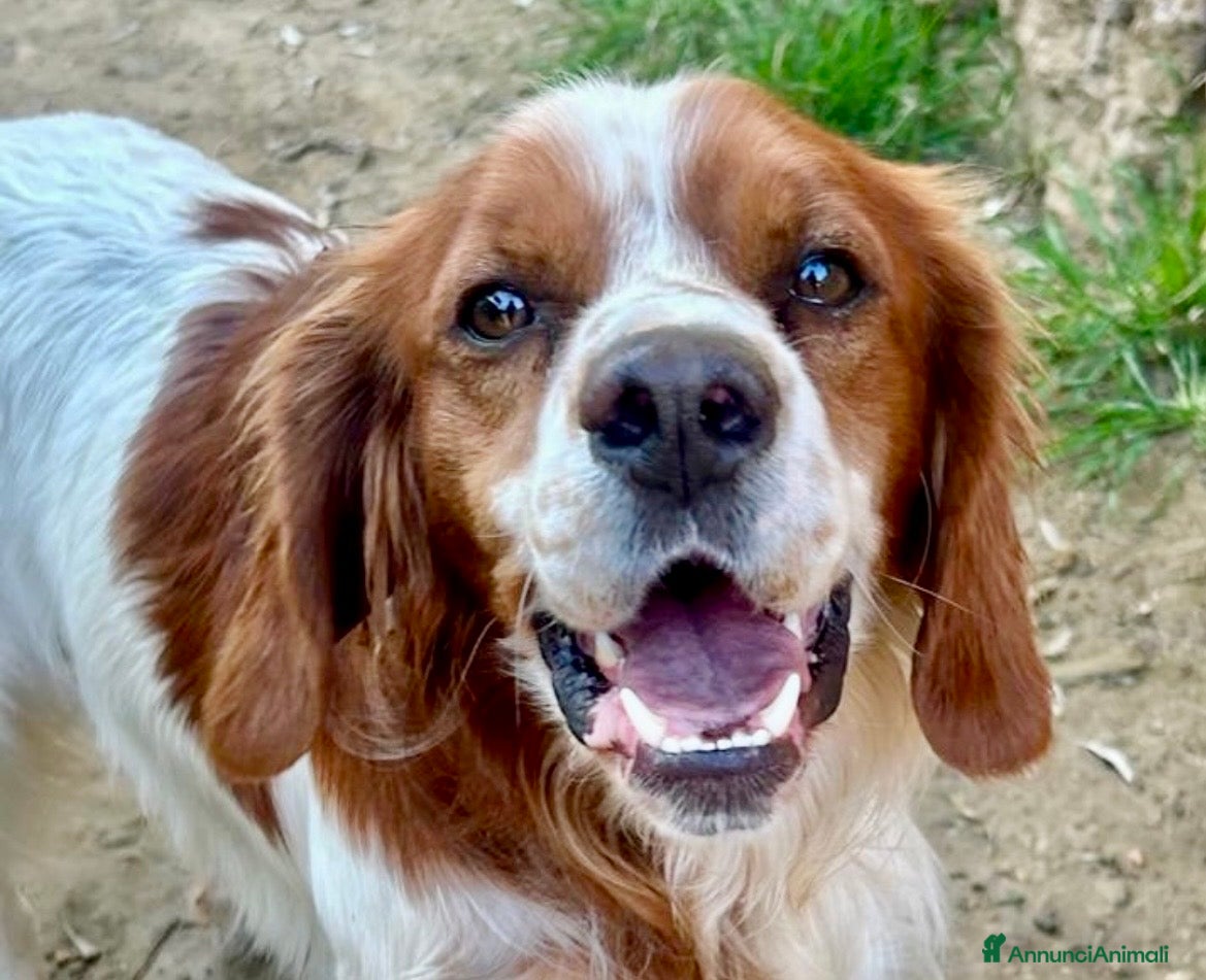 Breton cani Poli  - Annuncio 1