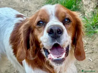 Breton cani Poli - Annuncio 2