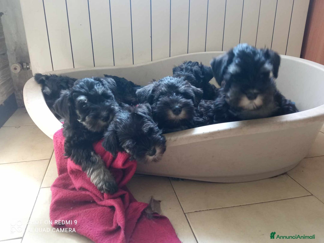 Mini Schnauzer cani in vendita: Cuccioli Schnauzer Nano Nero Argento a Province of Varese - Annuncio 6