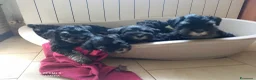 Mini Schnauzer cani in vendita: Cuccioli Schnauzer Nano Nero Argento - Annuncio 6