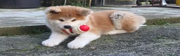 Akita Inu cani in vendita: Cucciola Akita Inu  - Annuncio 4