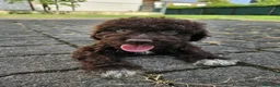 Lagotto cani in vendita: Cuccioli di Lagotto con pedigree - Annuncio 3