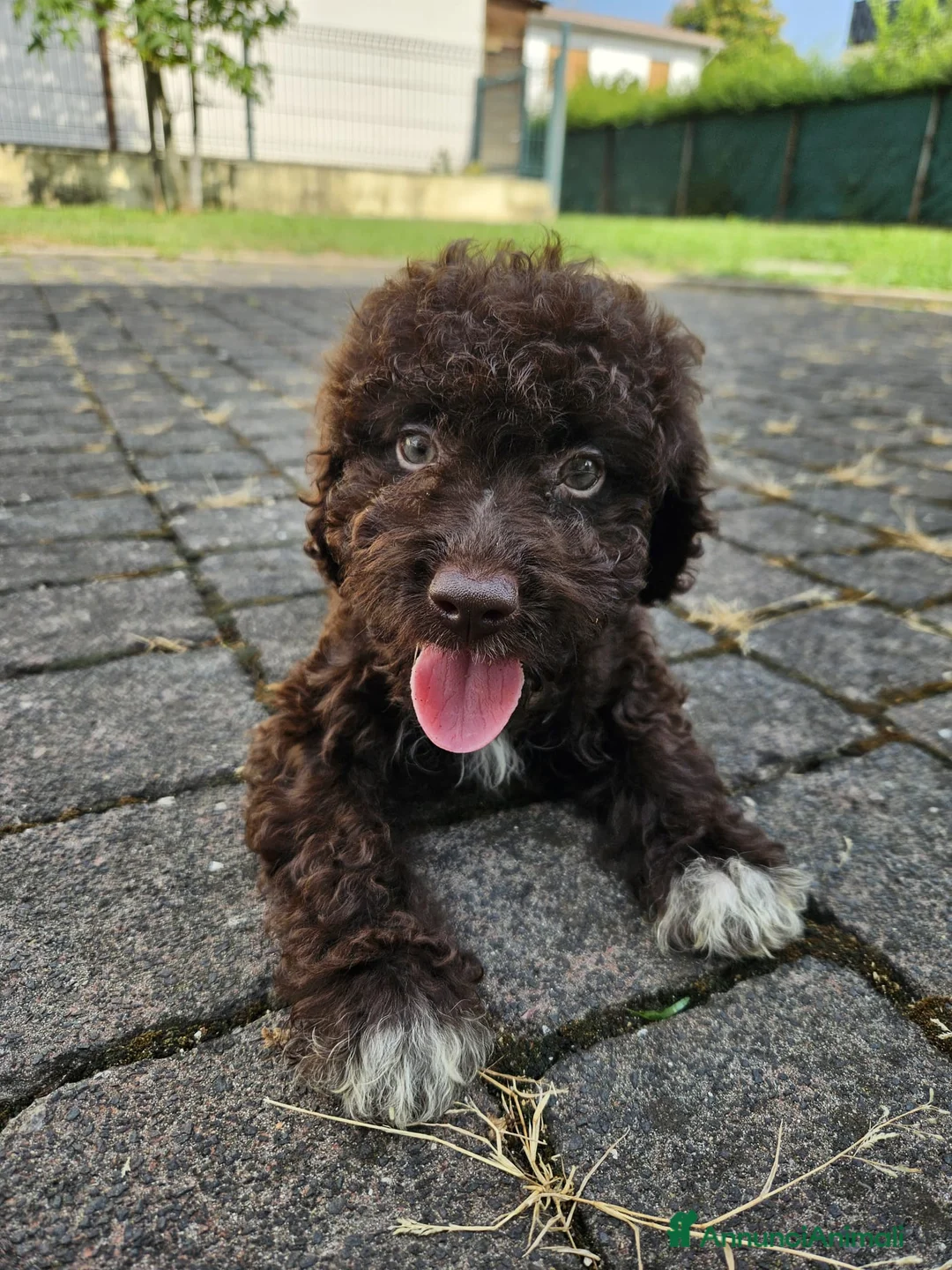Lagotto cani in vendita: Cuccioli di Lagotto con pedigree - Annuncio 3