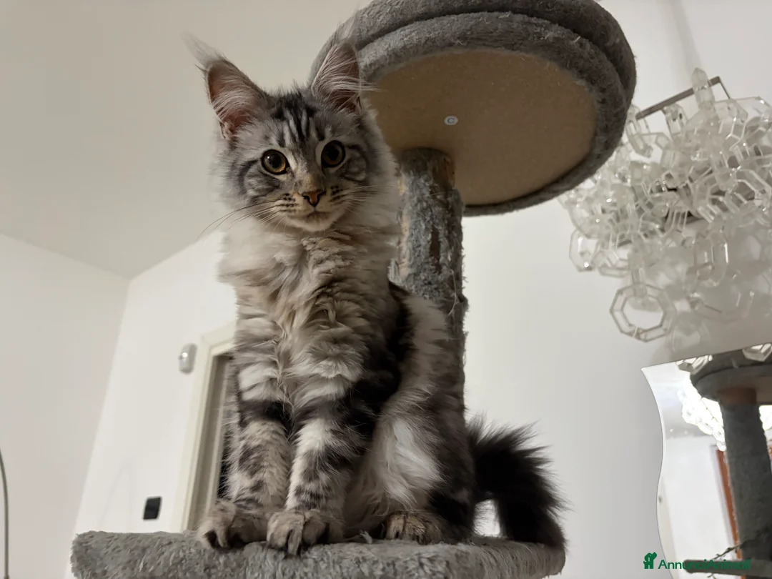Maine Coon gatti in vendita: Gattina maine coon con pedigree a Provincia di Monza e della Brianza - Annuncio 6