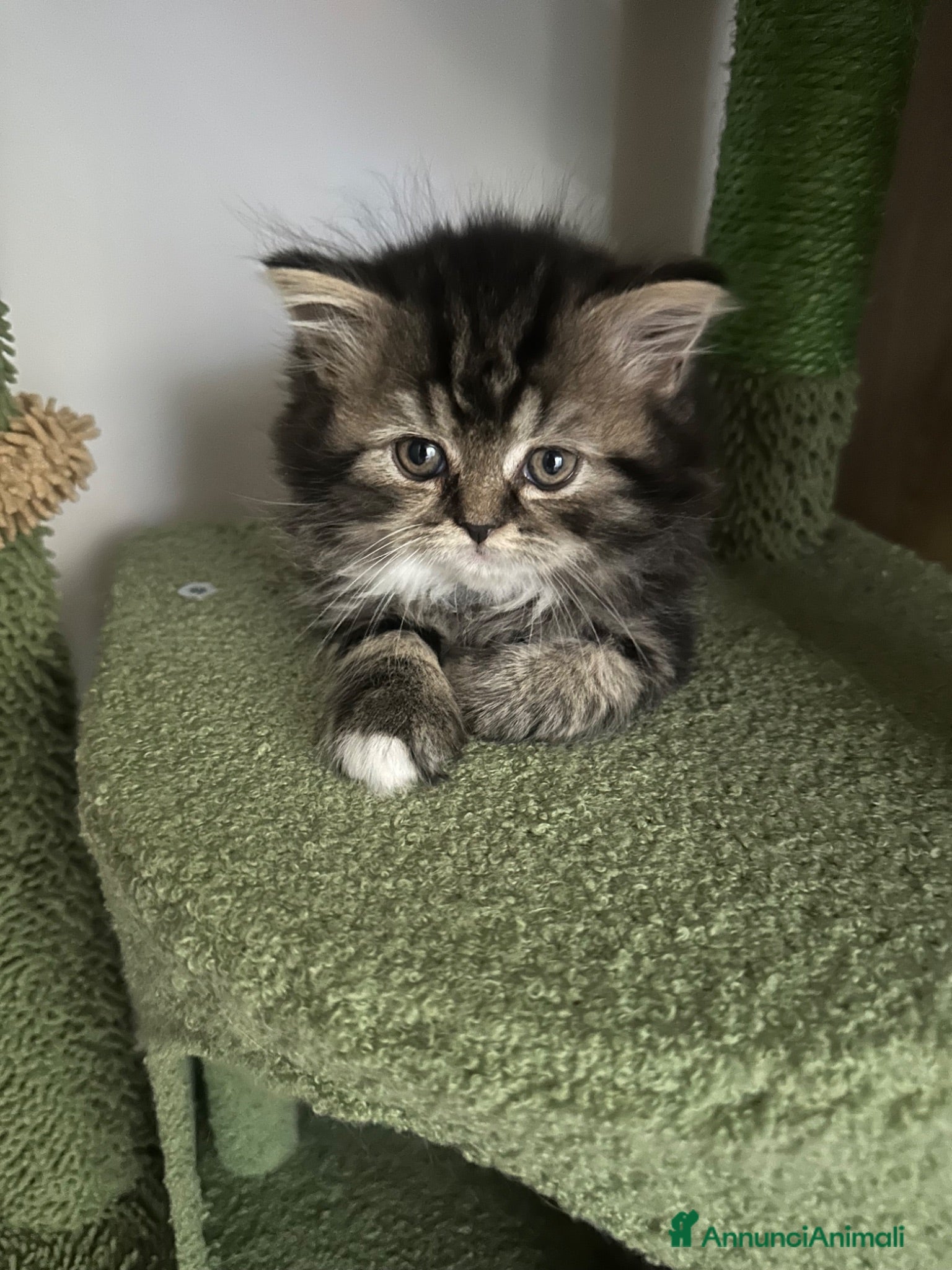 Scottish gatti Highland Scottish  - Annuncio 9