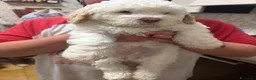 Lagotto cani in vendita: Cuccioli di Lagotto romagnolo a Provincia di Piacenza - Annuncio 7