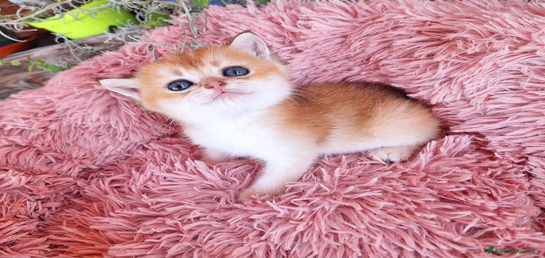 Immagine della galleria {{count}}